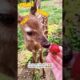 Young lady rescued a fawn and then adopted it #shorts