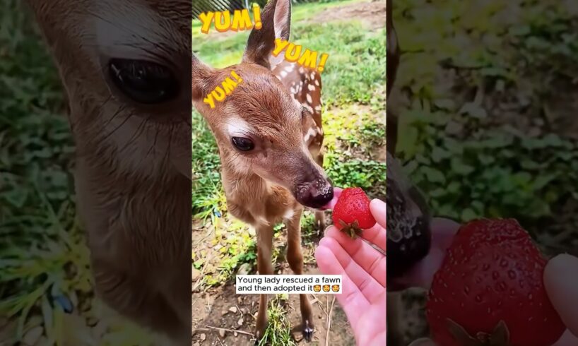 Young lady rescued a fawn and then adopted it #shorts