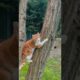 a cat playing on a tree #animals #cat #cute