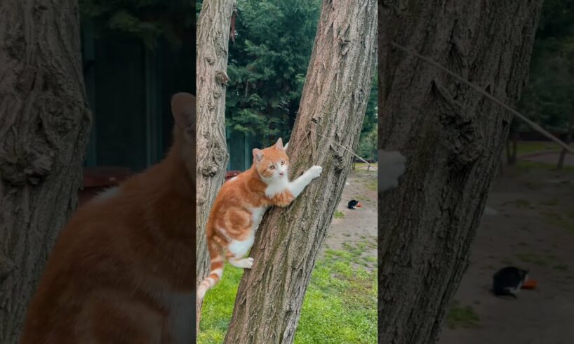 a cat playing on a tree #animals #cat #cute