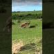 animal fight#fightmother #fighting  #fighting video