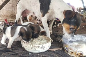 baby puppies hungry mom and cute dogs