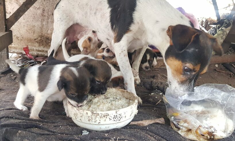 baby puppies hungry mom and cute dogs