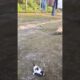cat vs dog horrible fight 🙏😱😍| Cuty kitty | #shorts