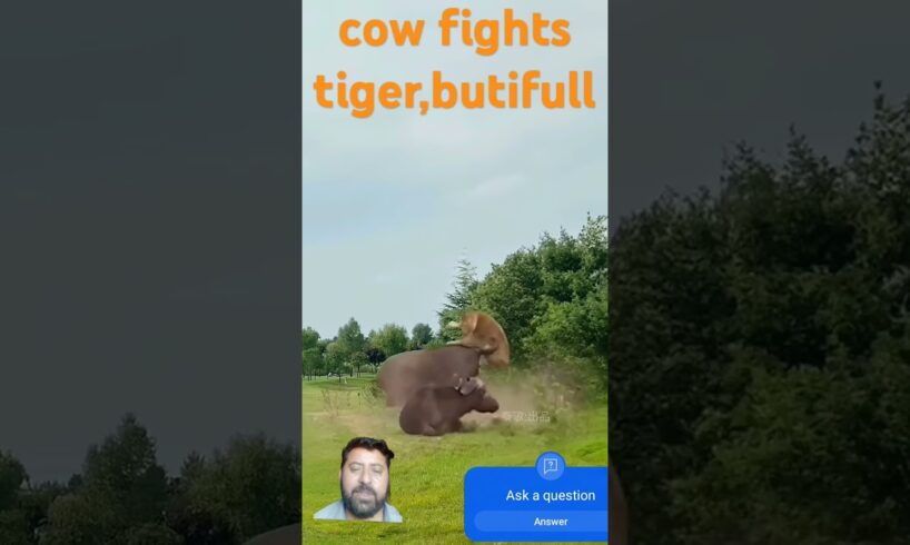 cow fights tiger #animals #funny #lionfight #shorts #viralvideo #shorts