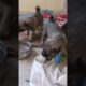 cute cute puppies 😍😍#youtubeshorts#trending#millionviews#new#viral#shortvideo#dog#doglover