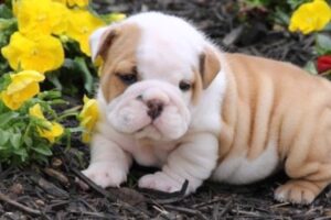 cute fat puppies