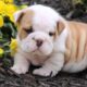 cute fat puppies