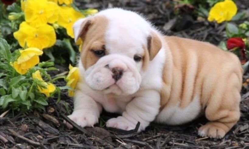 cute fat puppies