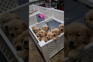 cute golden retriever puppies #shorts #ytshort #puppies #goldenretrieverpuppy #dog