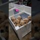 cute golden retriever puppies #shorts #ytshort #puppies #goldenretrieverpuppy #dog