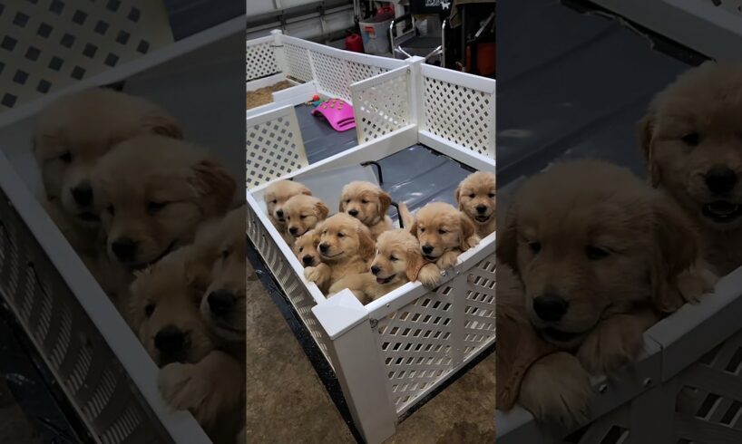 cute golden retriever puppies #shorts #ytshort #puppies #goldenretrieverpuppy #dog