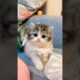 cute kitten 😍😍😸#shorts #viral #subscribe