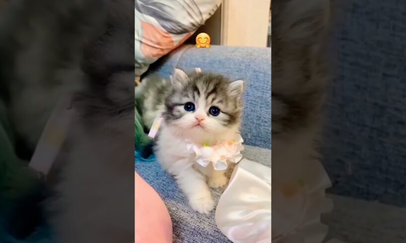 cute kitten 😍😍😸#shorts #viral #subscribe