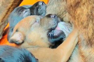 🐕🐕#cute puppies 8Days Old take breastfeeding❤️❤️#puppy #doglover #dog #puppies #dogs