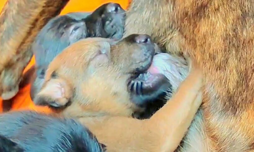 🐕🐕#cute puppies 8Days Old take breastfeeding❤️❤️#puppy #doglover #dog #puppies #dogs