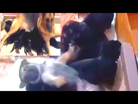 cute puppies 😍|| Anny ke 9 bache milk feeding||