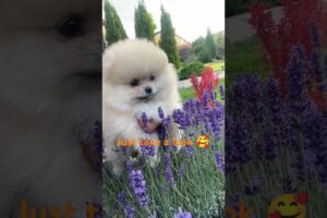 cute puppies | cute dog's 🦮☺️🐶 | #shorts #dog #puppy #cute #cutedog #viral #popular #trendingshorts