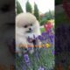 cute puppies | cute dog's 🦮☺️🐶 | #shorts #dog #puppy #cute #cutedog #viral #popular #trendingshorts