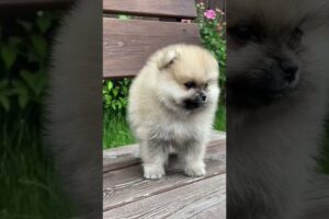 cute puppies | dogs | #shorts #video #popular #trendingshorts #funnyanimals #dog #epicwave_xo#viral