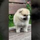 cute puppies | dogs | #shorts #video #popular #trendingshorts #funnyanimals #dog #epicwave_xo#viral