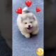 cute puppies fun #trending #puppies #animal #vlog #viralvideos #foryou #entertainment