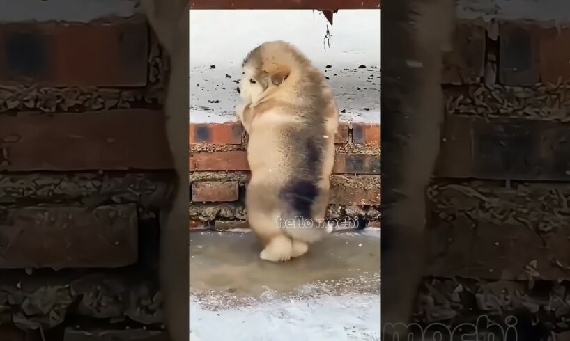 cute puppies funny moment cute overload #hellomochi #cute #funnydogs #funnyanimals #alaskanmalamute