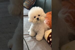 cute puppies funny moment cute overload #hellomochi #shorts #dog #funnydogs #funnyanimals #bichon