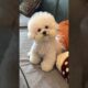 cute puppies funny moment cute overload #hellomochi #shorts #dog #funnydogs #funnyanimals #bichon