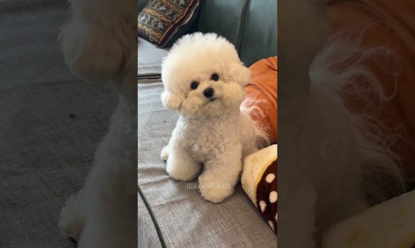 cute puppies funny moment cute overload #hellomochi #shorts #dog #funnydogs #funnyanimals #bichon