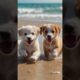 cute puppies playing on beach