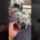 cute puppies♥️♥️ #shortsviral #doglover #dog #shortvideo #puppy #dogbreed