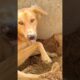 cute puppies #viral #streetdogsofindia #shortvideo #cute