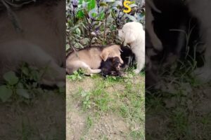 cute puppies#viral 🔥#shorts #shortfeed #youtube shorts😴😴 🙏🙄