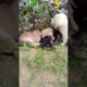 cute puppies#viral 🔥#shorts #shortfeed #youtube shorts😴😴 🙏🙄