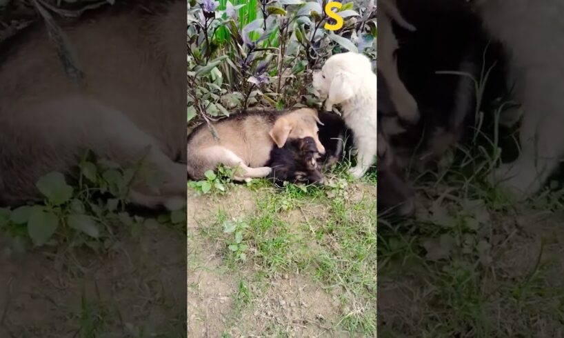 cute puppies#viral 🔥#shorts #shortfeed #youtube shorts😴😴 🙏🙄