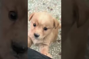 cute puppy sound #shortsfeed #shortsviral #shorts