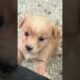 cute puppy sound #shortsfeed #shortsviral #shorts