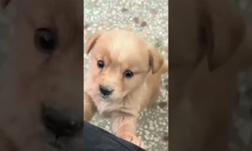 cute puppy sound #shortsfeed #shortsviral #shorts