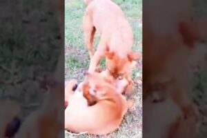 cutest Puppies and puppies mother playing🐕🐶#puppy#pet#animals