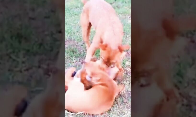 cutest Puppies and puppies mother playing🐕🐶#puppy#pet#animals