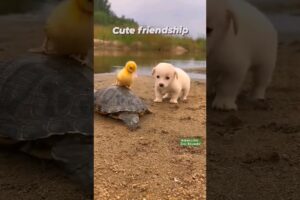 cutest pets #newsong #song #music #cute #dog #puppy #pets #animals #shorts