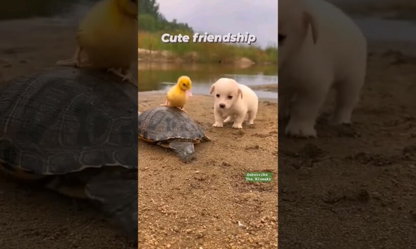 cutest pets #newsong #song #music #cute #dog #puppy #pets #animals #shorts