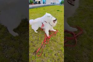 #dog #Beim Spielen starker Wind an der Weser - Strong wind while playing on the Weser #samoyed