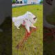 #dog #Beim Spielen starker Wind an der Weser - Strong wind while playing on the Weser #samoyed