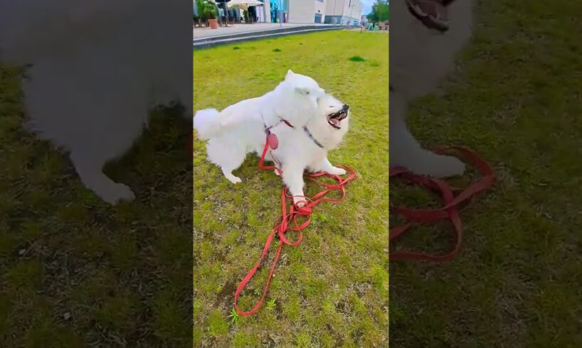 #dog #Beim Spielen starker Wind an der Weser - Strong wind while playing on the Weser #samoyed