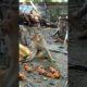 #dogs #monkey #youtubeshorts #shorts #cute #animals