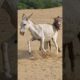 #donkey #animals #youtubeshorts #pets #shortsfeed #shorts