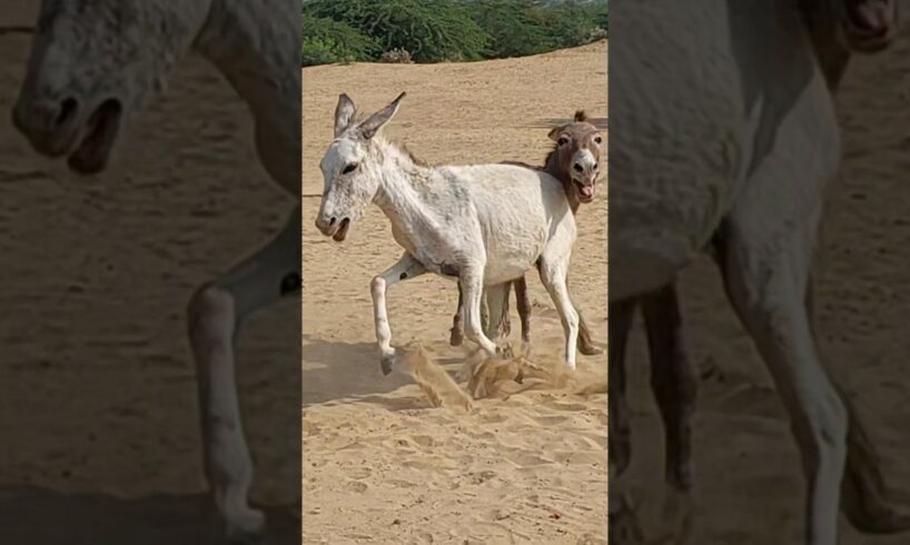 #donkey #animals #youtubeshorts #pets #shortsfeed #shorts