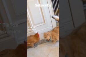 funny cats😂😃😺#shorts #shortvideo